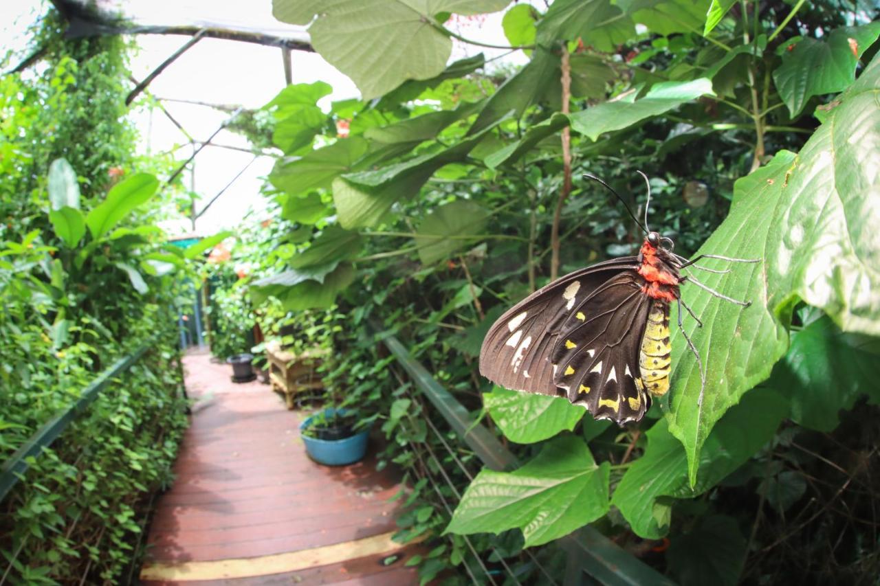 Batchelor Butterfly Farm Hotel Exterior photo