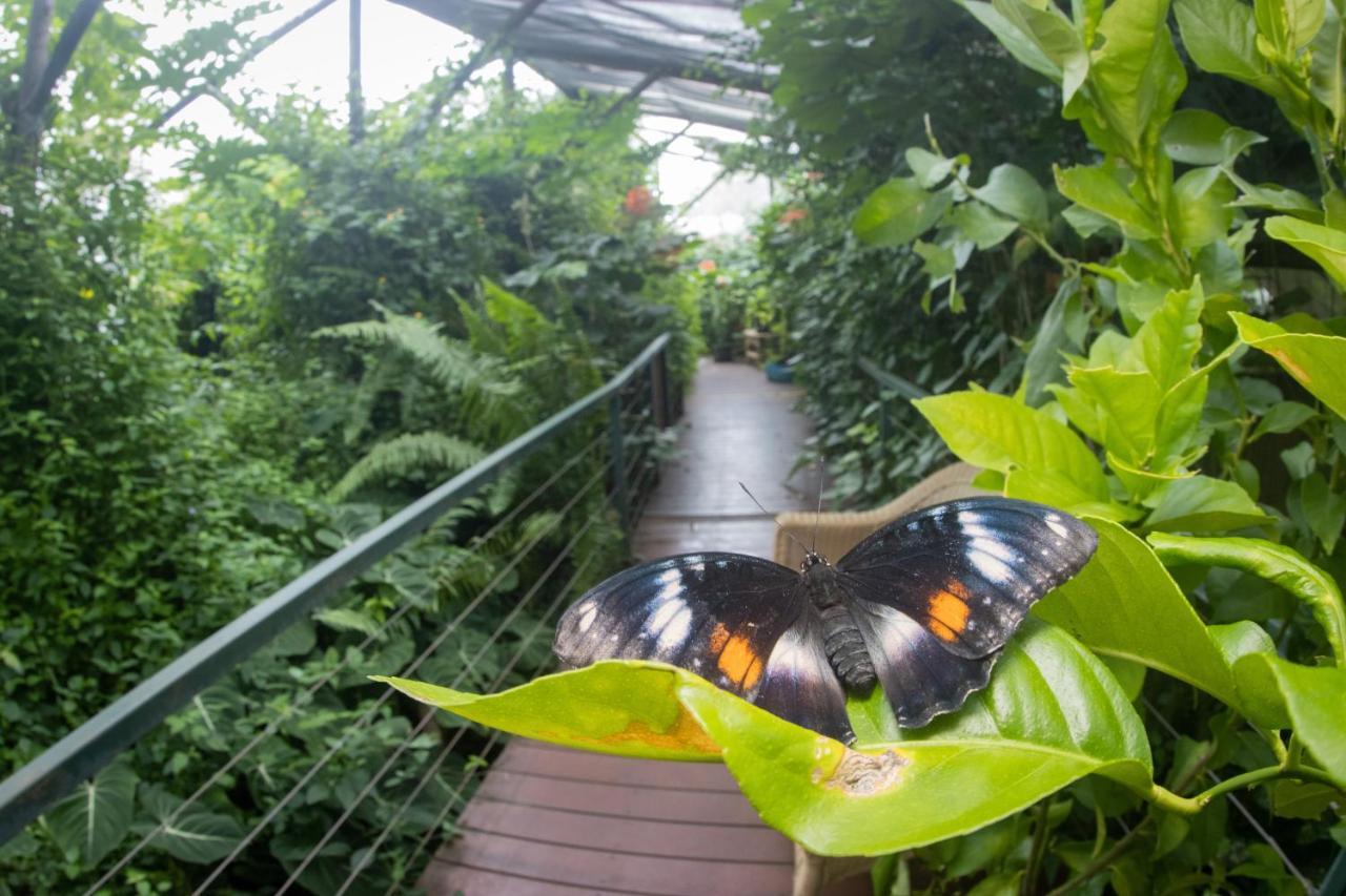 Batchelor Butterfly Farm Hotel Exterior photo